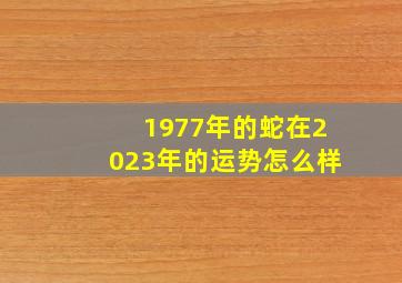 1977年的蛇在2023年的运势怎么样