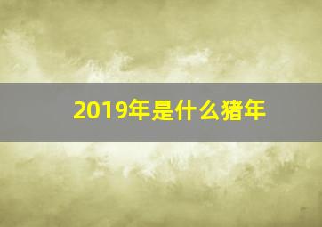 2019年是什么猪年