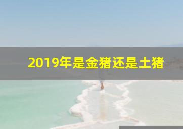 2019年是金猪还是土猪