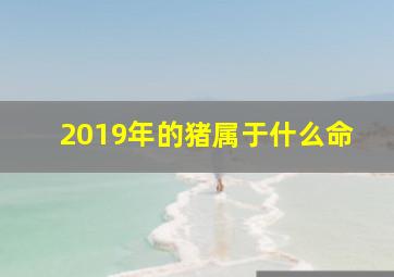 2019年的猪属于什么命