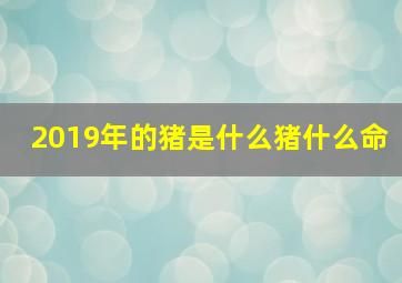 2019年的猪是什么猪什么命