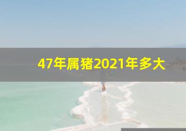 47年属猪2021年多大