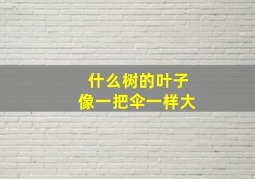 什么树的叶子像一把伞一样大