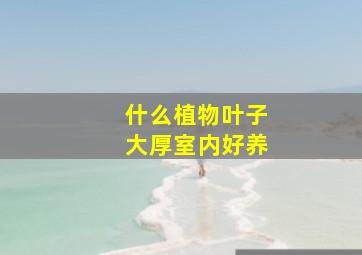 什么植物叶子大厚室内好养