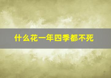 什么花一年四季都不死