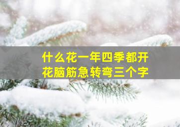 什么花一年四季都开花脑筋急转弯三个字