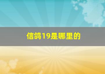 信鸽19是哪里的