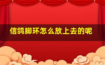 信鸽脚环怎么放上去的呢