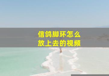 信鸽脚环怎么放上去的视频