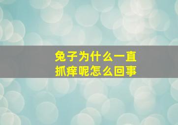 兔子为什么一直抓痒呢怎么回事