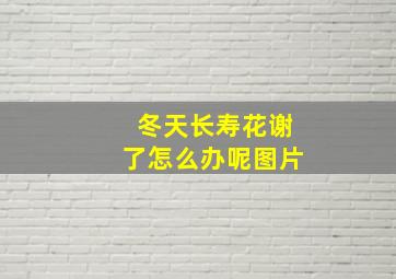 冬天长寿花谢了怎么办呢图片