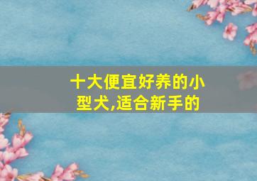 十大便宜好养的小型犬,适合新手的