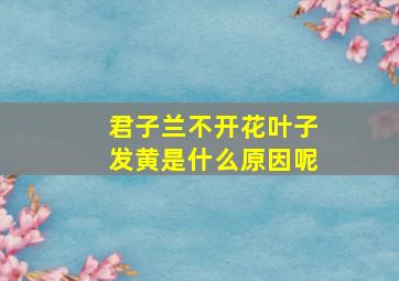 君子兰不开花叶子发黄是什么原因呢