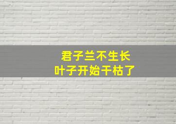 君子兰不生长叶子开始干枯了