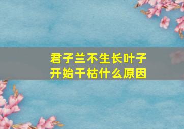 君子兰不生长叶子开始干枯什么原因