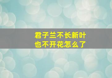 君子兰不长新叶也不开花怎么了