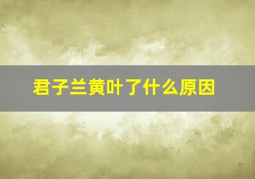 君子兰黄叶了什么原因