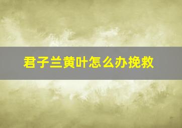 君子兰黄叶怎么办挽救