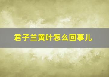 君子兰黄叶怎么回事儿