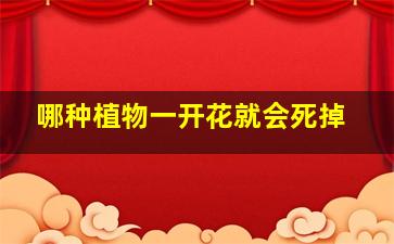 哪种植物一开花就会死掉