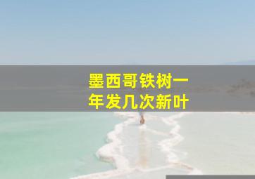 墨西哥铁树一年发几次新叶