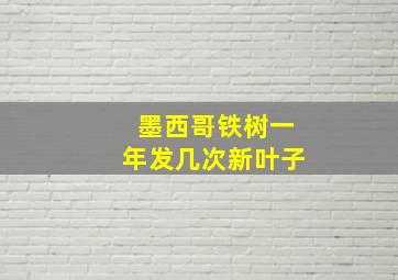 墨西哥铁树一年发几次新叶子