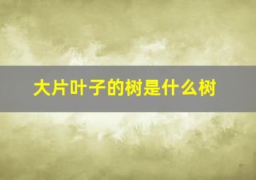 大片叶子的树是什么树