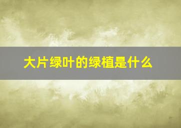 大片绿叶的绿植是什么