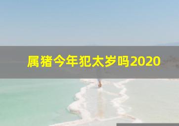 属猪今年犯太岁吗2020