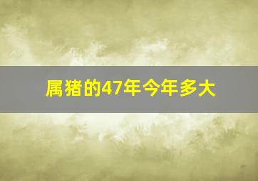 属猪的47年今年多大