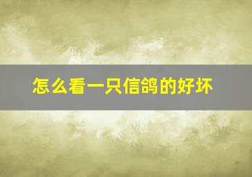 怎么看一只信鸽的好坏