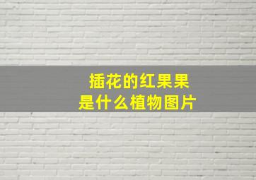 插花的红果果是什么植物图片