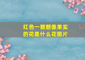 红色一颗颗像果实的花是什么花图片