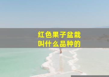 红色果子盆栽叫什么品种的