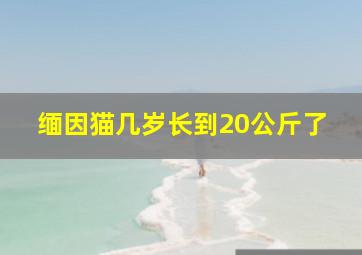 缅因猫几岁长到20公斤了