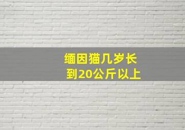 缅因猫几岁长到20公斤以上