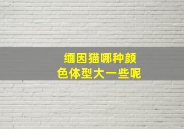 缅因猫哪种颜色体型大一些呢