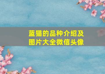 蓝猫的品种介绍及图片大全微信头像