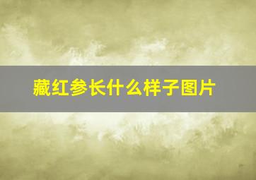 藏红参长什么样子图片