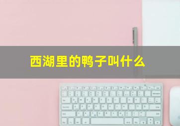 西湖里的鸭子叫什么