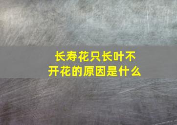 长寿花只长叶不开花的原因是什么