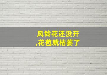 风铃花还没开,花苞就枯萎了