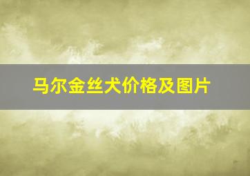 马尔金丝犬价格及图片